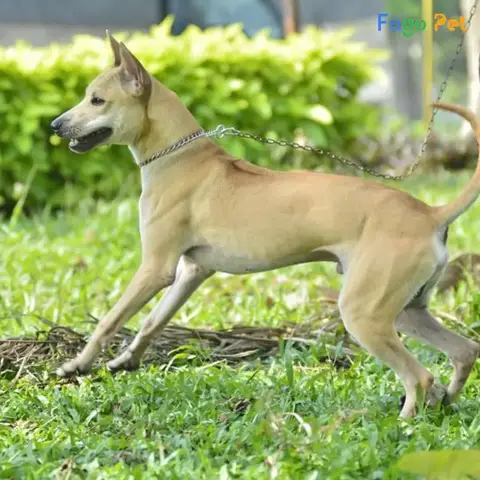Huấn luyện chó Phú Quốc đi vệ sinh
