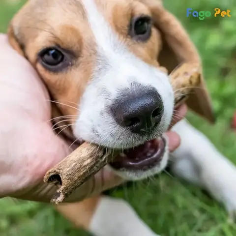 Kỹ thuật huấn luyện chó trông đồ huấn luyện chó trông đồ