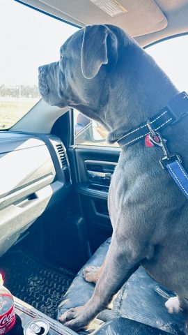 Cách Nhận Biết Chó Pitbull Thuần Chủng: Cẩm Nang Toàn Diện Từ A-Z