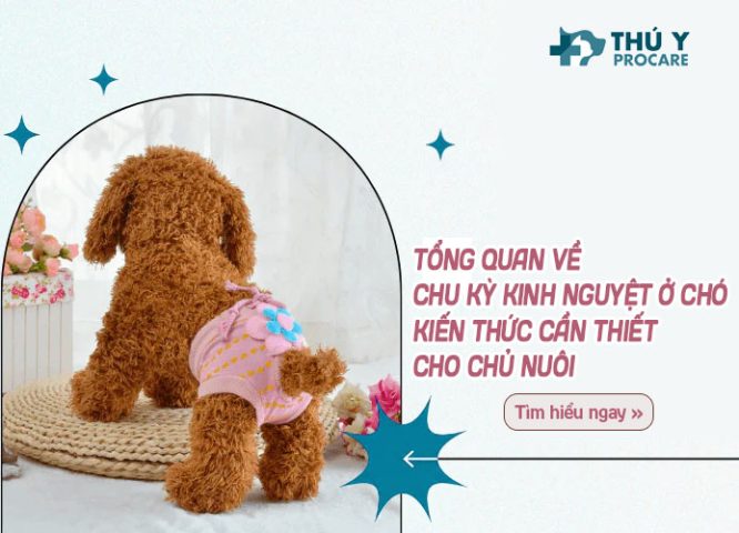 Dấu hiệu nhận biết chu kỳ kinh nguyệt ở chó phốc sóc