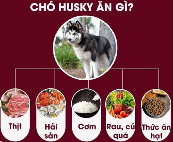 Hướng Dẫn Chi Tiết Cách Chế Biến Thức Ăn Cho Chó Husky Tại Nhà Đảm Bảo Dinh Dưỡng Hướng Dẫn Chi Tiết Cách Chế Biến Thức Ăn Cho Chó Husky Tại Nhà Đảm Bảo Dinh Dưỡng