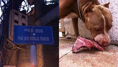Chó Pitbull Cắn Người ở Hà Nội: Nguyên Nhân, Hậu Quả và Giải Pháp Phòng Tránh Hiệu Quả