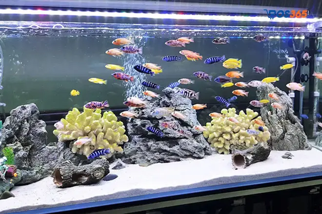 kế hoạch kinh doanh cá cảnh kế hoạch kinh doanh cá cảnh