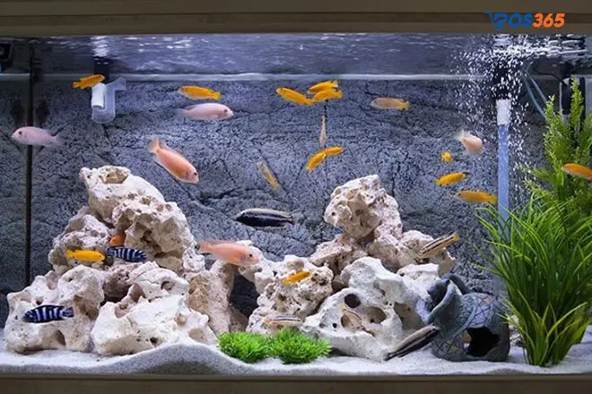 kế hoạch kinh doanh cá cảnh kế hoạch kinh doanh cá cảnh