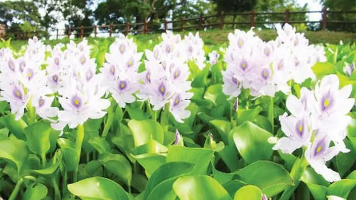 kể tên các loại thức ăn tự nhiên của cá kể tên các loại thức ăn tự nhiên của cá