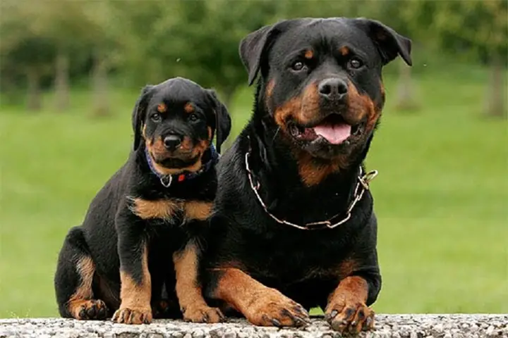 Khẩu Phần Ăn Của Chó Rottweiler khẩu phần ăn của chó rottweiler