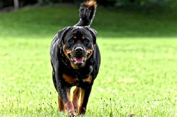 Khẩu Phần Ăn Của Chó Rottweiler khẩu phần ăn của chó rottweiler