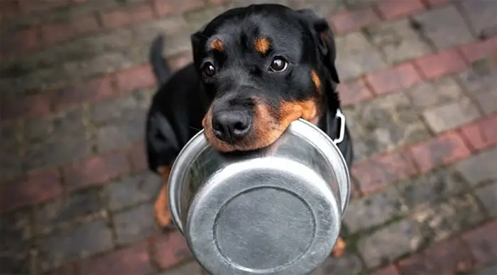Khẩu Phần Ăn Của Chó Rottweiler khẩu phần ăn của chó rottweiler