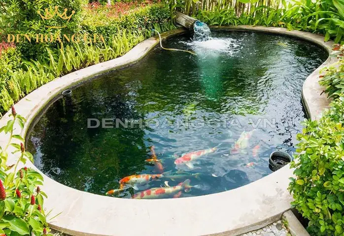 kích thước cá koi kích thước cá koi