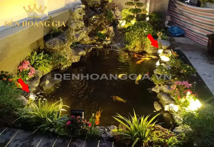 kích thước cá koi kích thước cá koi