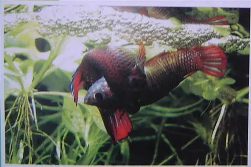 kinh nghiệm ép cá betta kinh nghiệm ép cá betta