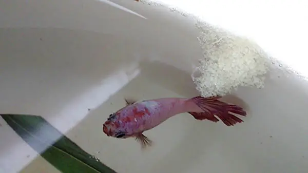 kinh nghiệm ép cá betta kinh nghiệm ép cá betta