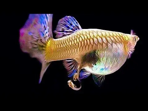 kinh nghiệm ép cá betta kinh nghiệm ép cá betta