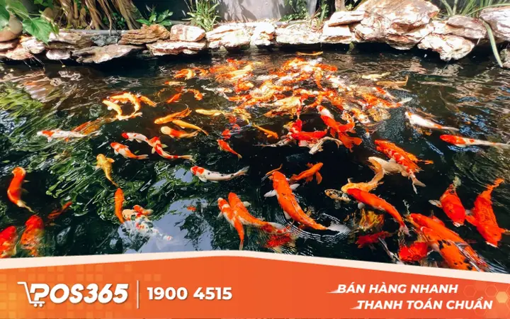 kinh nghiệm mở quán cafe cá koi kinh nghiệm mở quán cafe cá koi