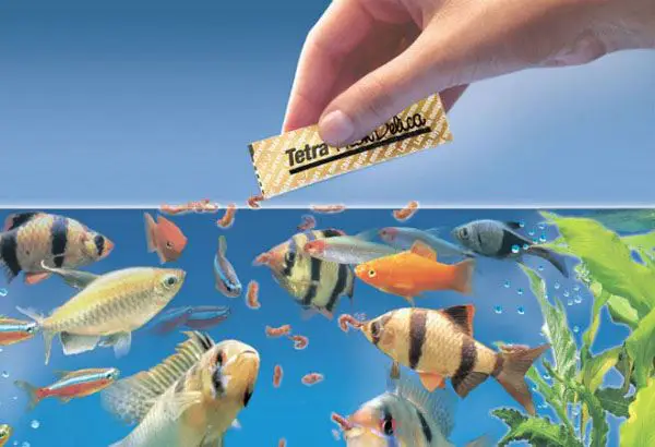 kinh nghiệm nuôi cá kinh nghiệm nuôi cá