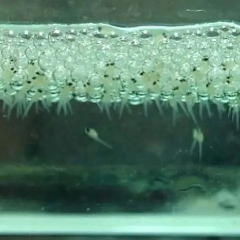 kinh nghiệm nuôi cá betta bột kinh nghiệm nuôi cá betta bột