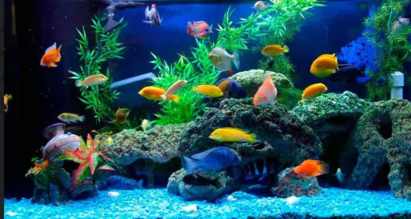 kinh nghiệm nuôi cá cảnh kinh nghiệm nuôi cá cảnh