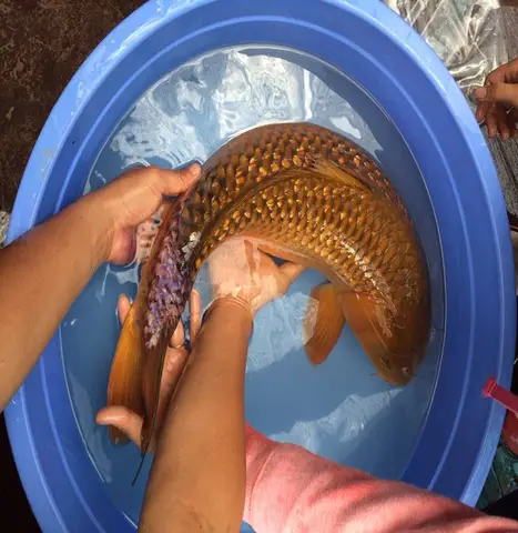 kinh nghiệm nuôi cá koi kinh nghiệm nuôi cá koi
