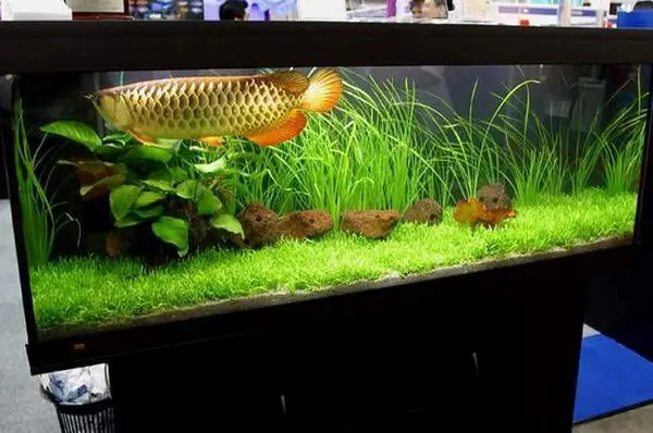 kỹ thuật nuôi cá ngân long kỹ thuật nuôi cá ngân long