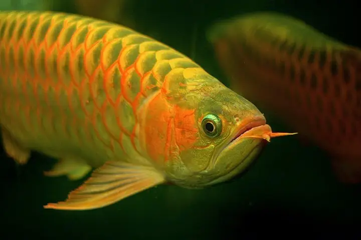kỹ thuật nuôi cá ngân long kỹ thuật nuôi cá ngân long