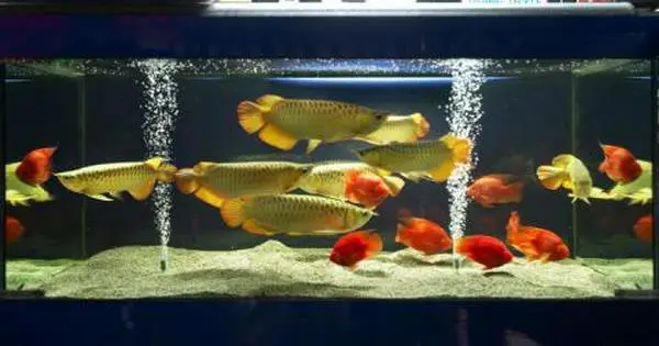 kỹ thuật nuôi cá ngân long kỹ thuật nuôi cá ngân long