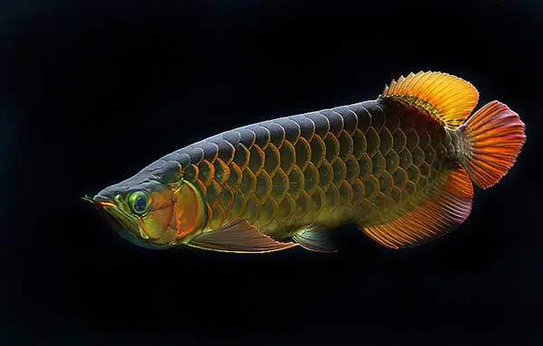 kỹ thuật nuôi cá ngân long kỹ thuật nuôi cá ngân long