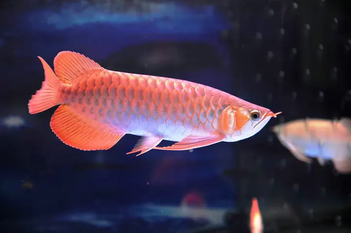 kỹ thuật nuôi cá ngân long kỹ thuật nuôi cá ngân long