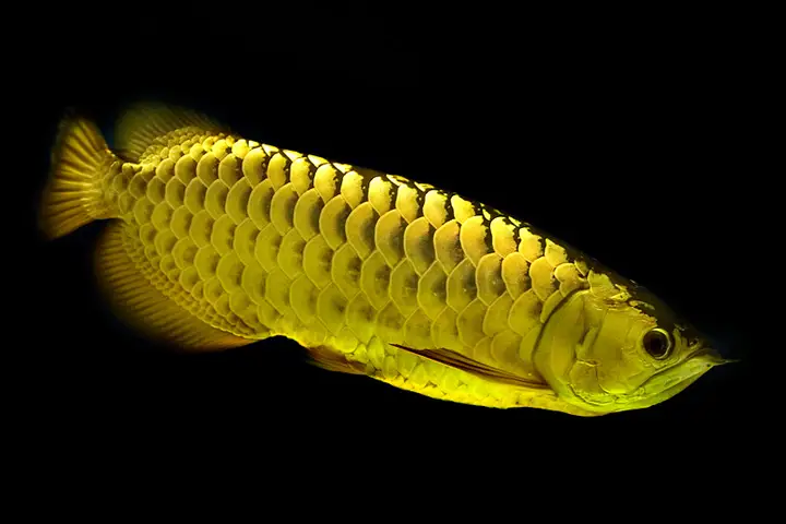 kỹ thuật nuôi cá ngân long kỹ thuật nuôi cá ngân long