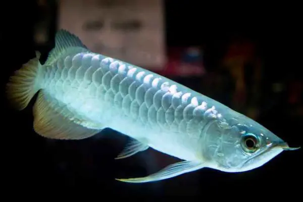 kỹ thuật nuôi cá ngân long kỹ thuật nuôi cá ngân long