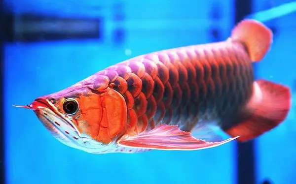 kỹ thuật nuôi cá ngân long kỹ thuật nuôi cá ngân long