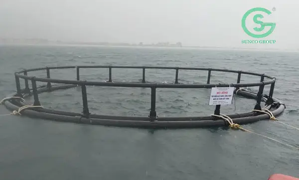 kỹ thuật nuôi cá ngọc đế kỹ thuật nuôi cá ngọc đế