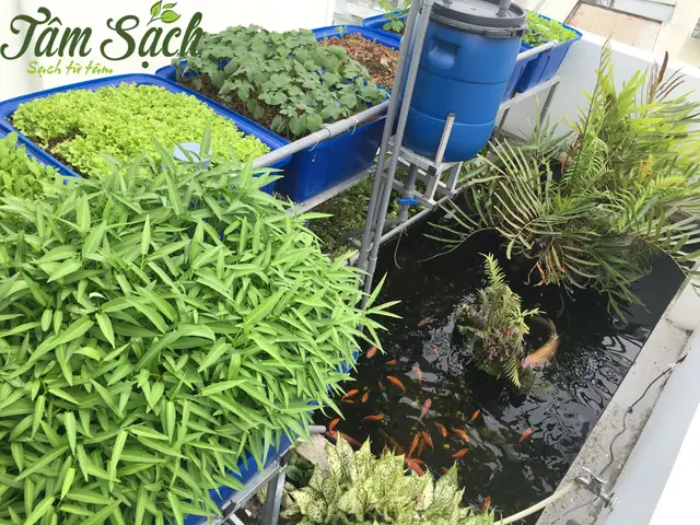 kỹ thuật nuôi cá trên sân thượng kỹ thuật nuôi cá trên sân thượng
