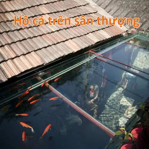 kỹ thuật nuôi cá trên sân thượng kỹ thuật nuôi cá trên sân thượng