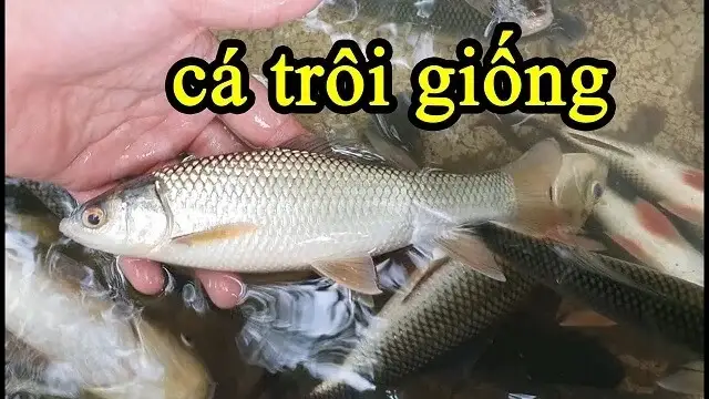 kỹ thuật nuôi cá trôi ấn độ kỹ thuật nuôi cá trôi ấn độ
