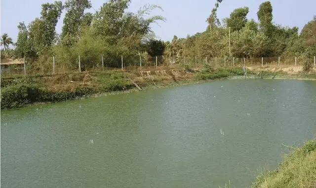 kỹ thuật nuôi cá trôi ấn độ kỹ thuật nuôi cá trôi ấn độ