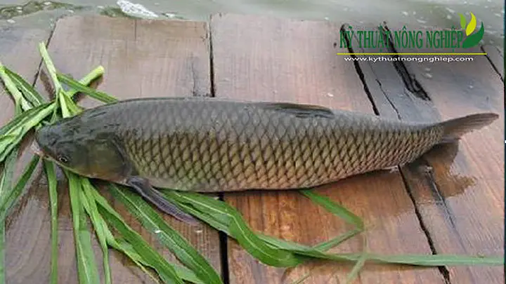 kỹ thuật ươm cá trắm cỏ kỹ thuật ươm cá trắm cỏ
