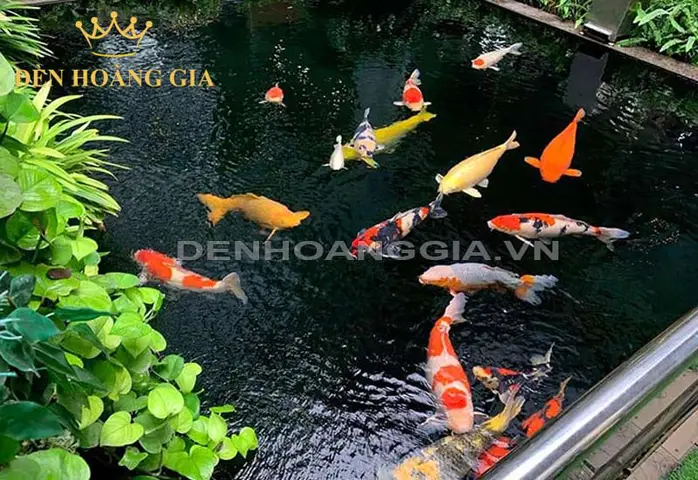 làm hồ cá mini làm hồ cá mini
