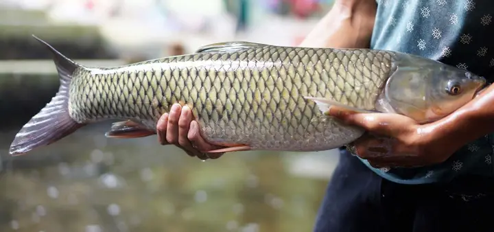 loài cá nào sống ở nước ngọt loài cá nào sống ở nước ngọt