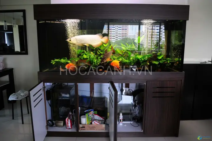 lọc hồ cá rồng lọc hồ cá rồng