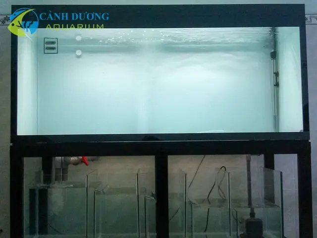 lọc hồ cá rồng lọc hồ cá rồng