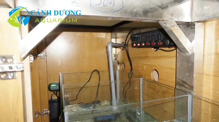 lọc hồ cá rồng lọc hồ cá rồng