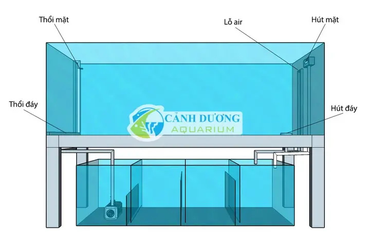 lọc hồ cá rồng lọc hồ cá rồng