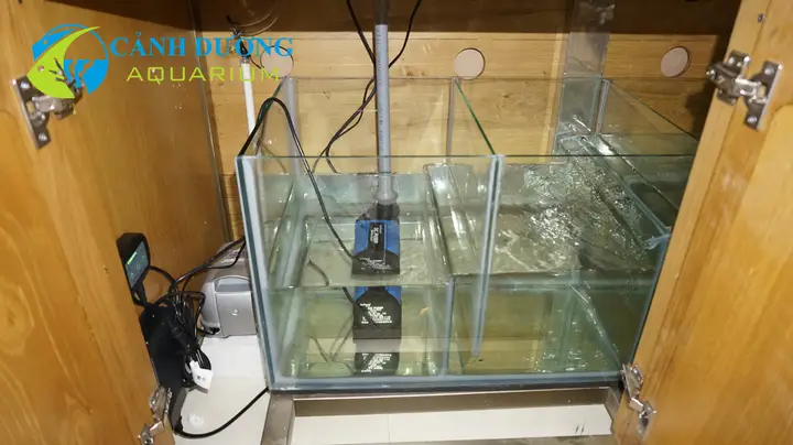 lọc hồ cá rồng lọc hồ cá rồng