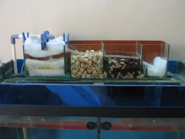 lọc tràn hồ cá rồng lọc tràn hồ cá rồng