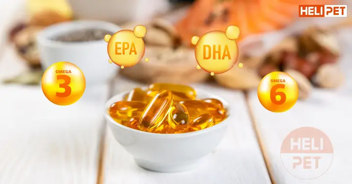 lông chó có tác dụng gì lông chó có tác dụng gì