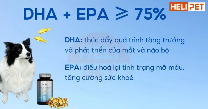 vai trò của lông chó lợi ích của lông chó đối với con người