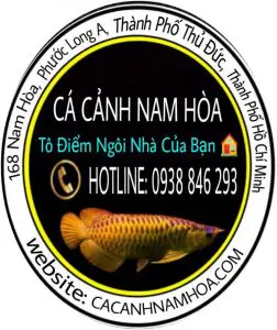 long hoa cá cảnh long hoa cá cảnh