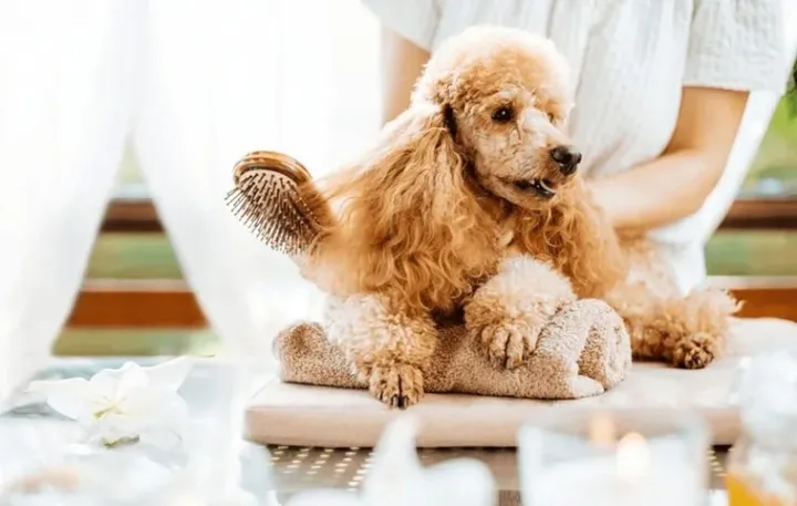 Chó Poodle Của Nước Nào? Giải Mã Nguồn Gốc Và Hành Trình Phát Triển Chó Poodle Của Nước Nào? Giải Mã Nguồn Gốc Và Hành Trình Phát Triển