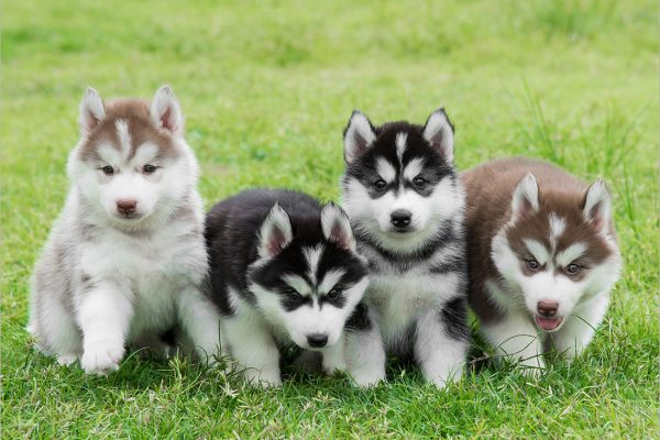 Cách Nuôi Dạy Chó Alaska: Cẩm Nang Toàn Diện Cho Chủ Nuôi