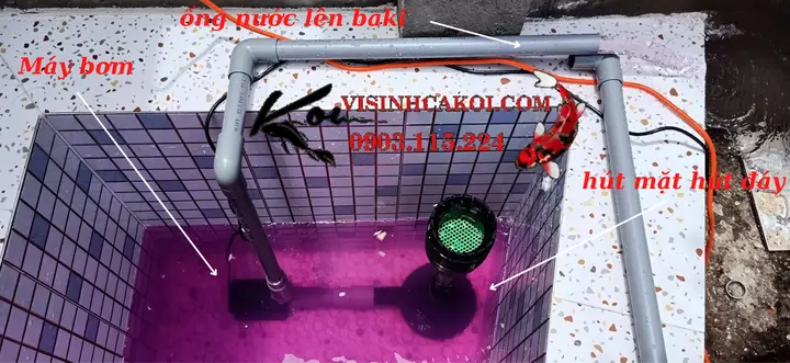 Máy Hút Đáy Bể Cá Koi: Hướng Dẫn Chi Tiết Từ A Đến Z máy hút đáy bể cá koi